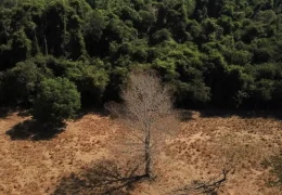 Depois da COP17, Brasil é cobrado a efetivar metas de restauração