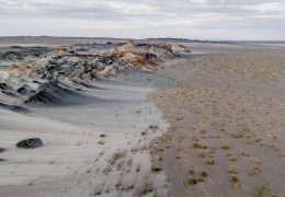 Fungos podem restaurar terras degradadas e combater crise climática