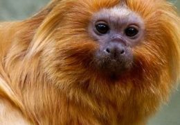 COP17 da Biodiversidade começa segunda-feira na Armênia