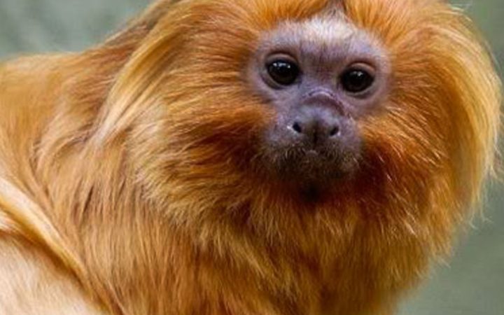 COP17 da Biodiversidade começa segunda-feira na Armênia